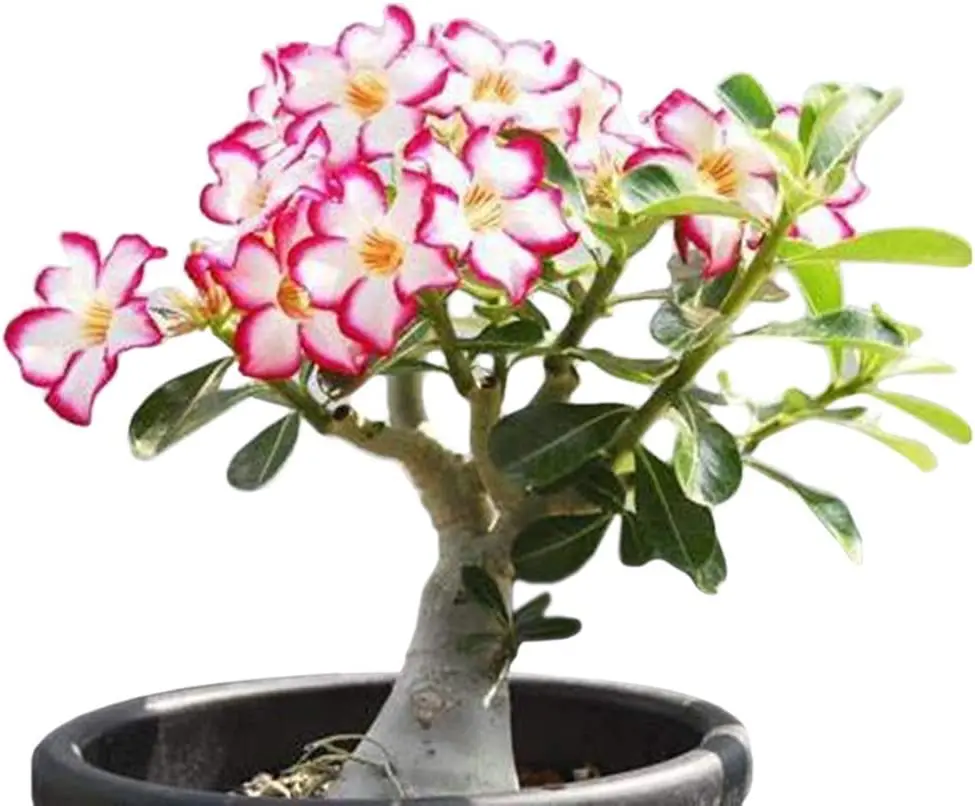 desert-rose-bonsai-0