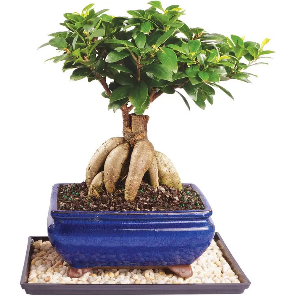 ginseng-ficus-bonsai-1