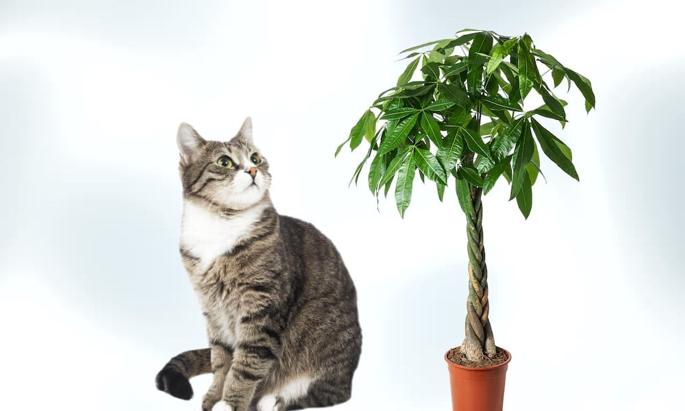 are-money-trees-toxic-to-cats