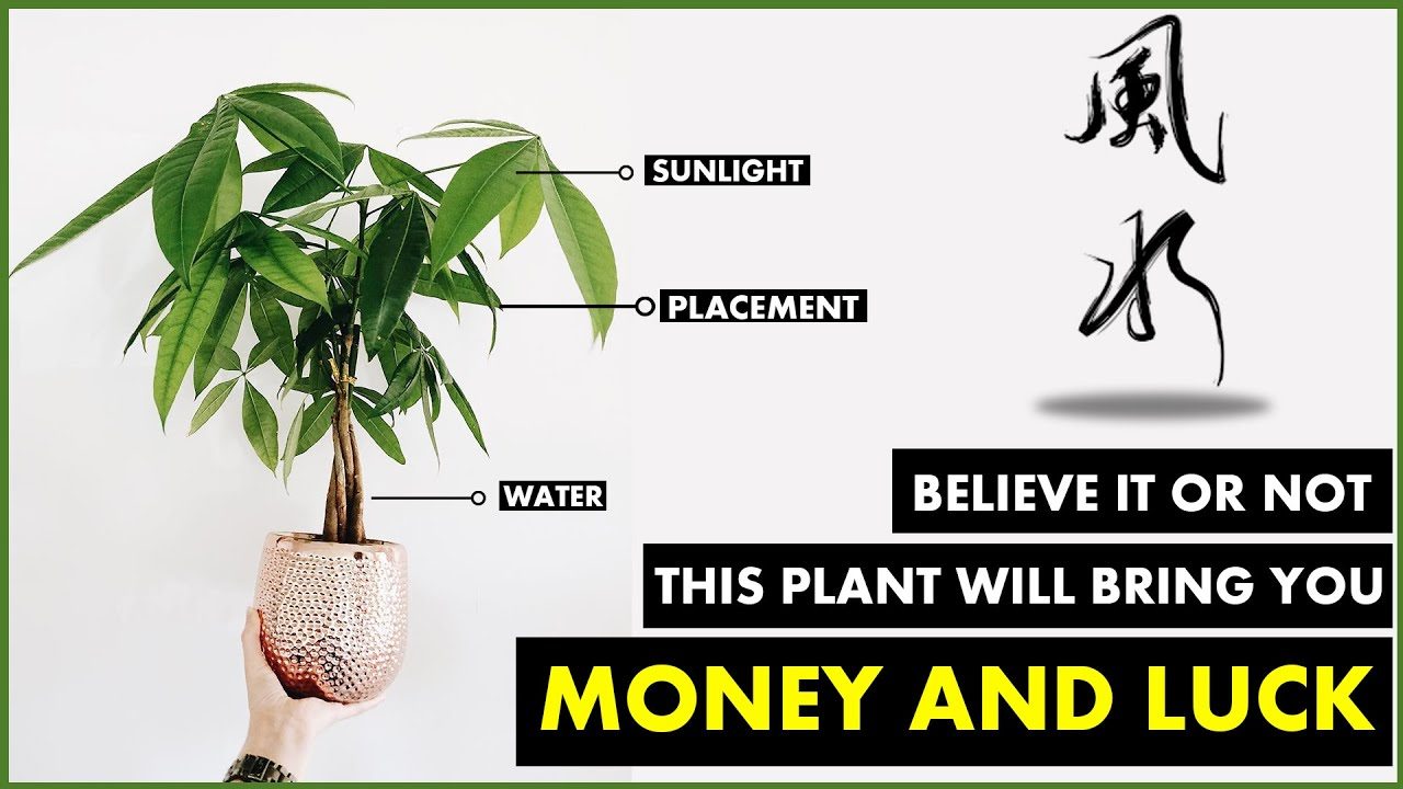 money tree meaning