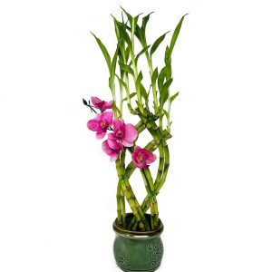 8 Braided Lucky Bamboo Fortune Plant