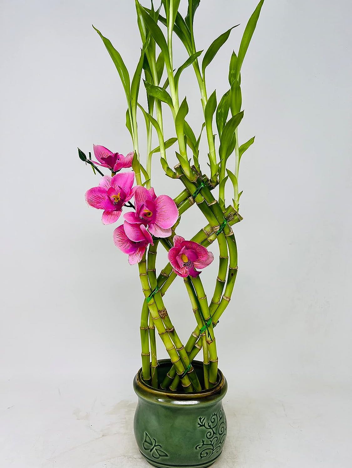 8-braided-lucky-bamboo-fortune-plant-