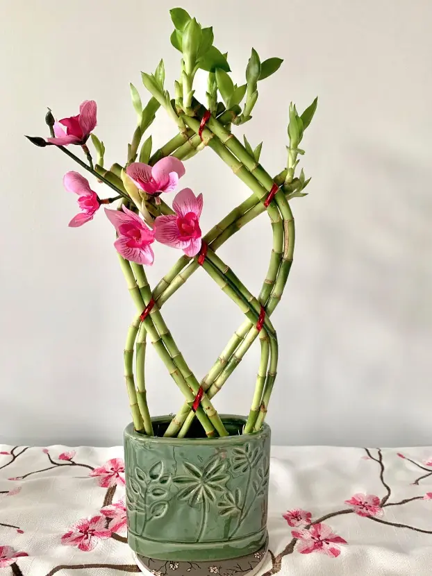 8-braided-lucky-bamboo-fortune-plant-3