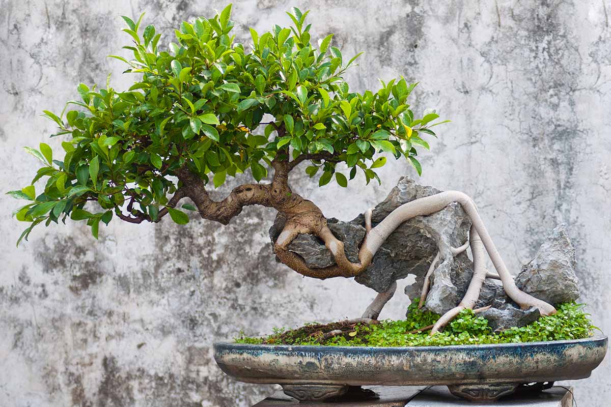 How-to-Grow-Ginseng-Ficus-Bonsai-