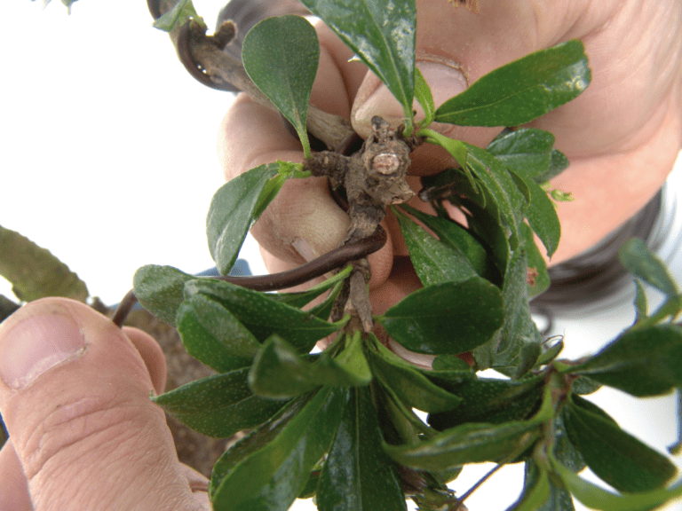 shaping carmona microphylla bonsai trees
