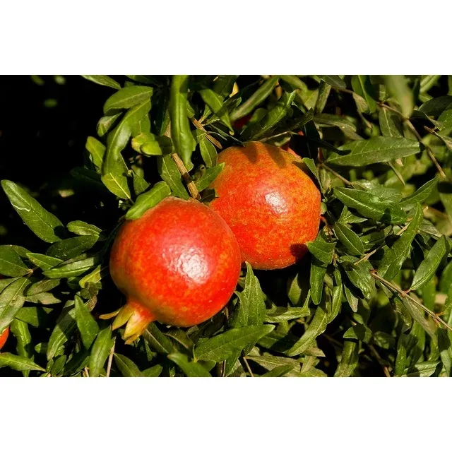 dwarf-pomegranate-bonsai-tree-1