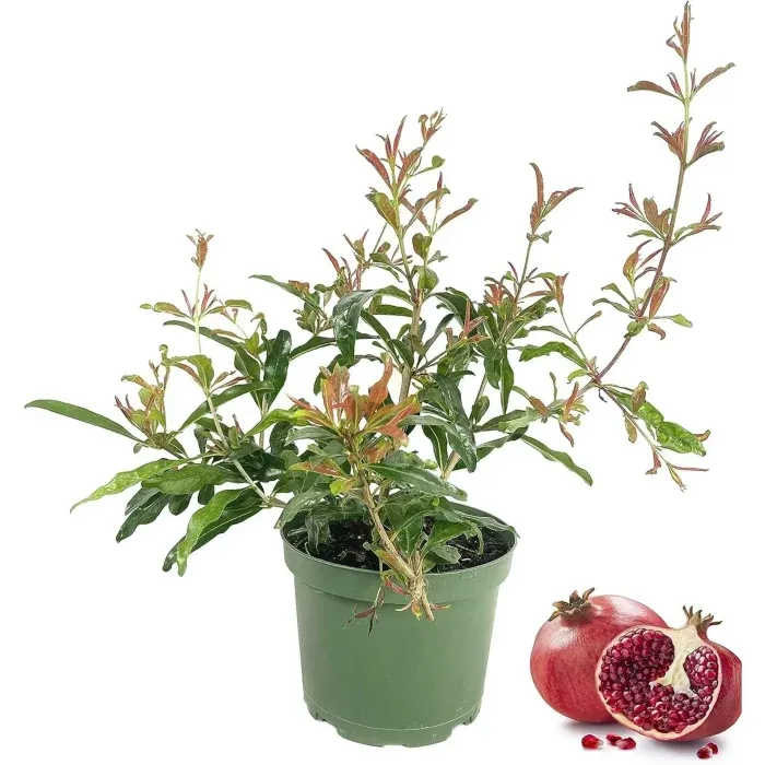 dwarf-pomegranate-bonsai-tree