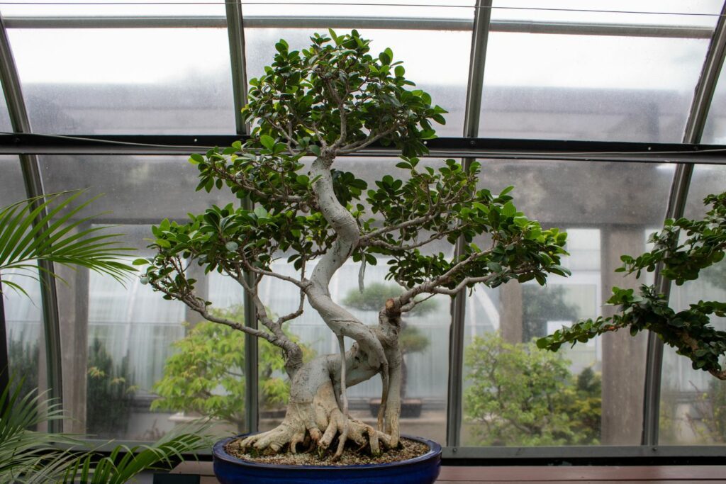 ficus-ginseng-bonsai-3
