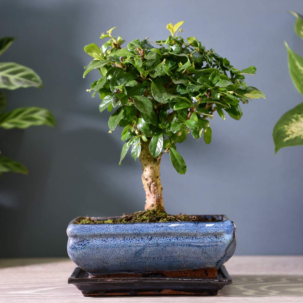 fukien-tea-bonsai-indoor