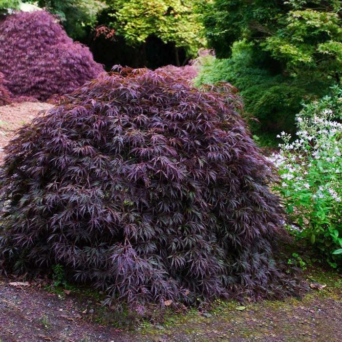 japanese-maple-bonsai-tree