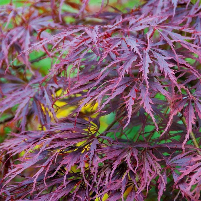 japanese-maple-bonsai-tree