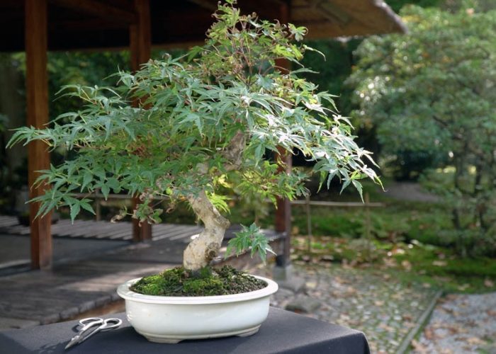 japanese-maple-bonsai-tree-6.jpg