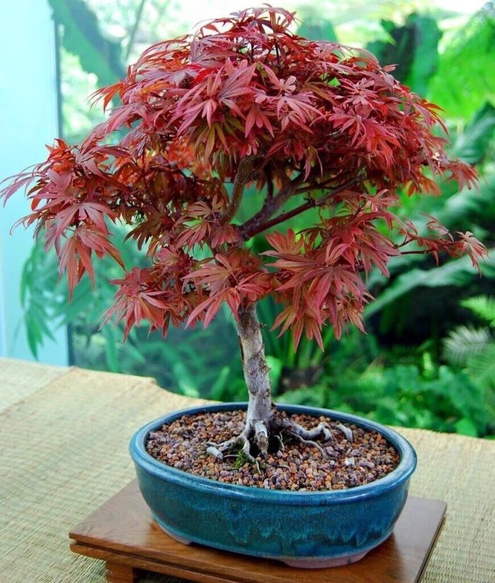 japanese maple bonsai tree acer palmatum