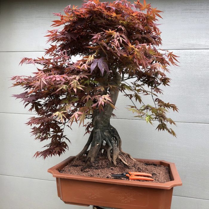 japanese maple bonsai tree acer palmatum